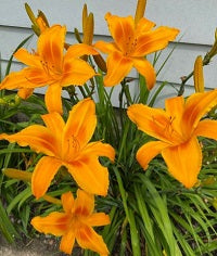 Allegheny Bright