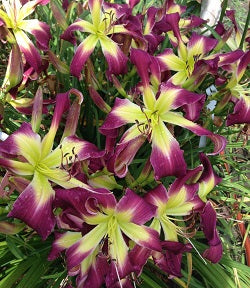 Allegheny Purple