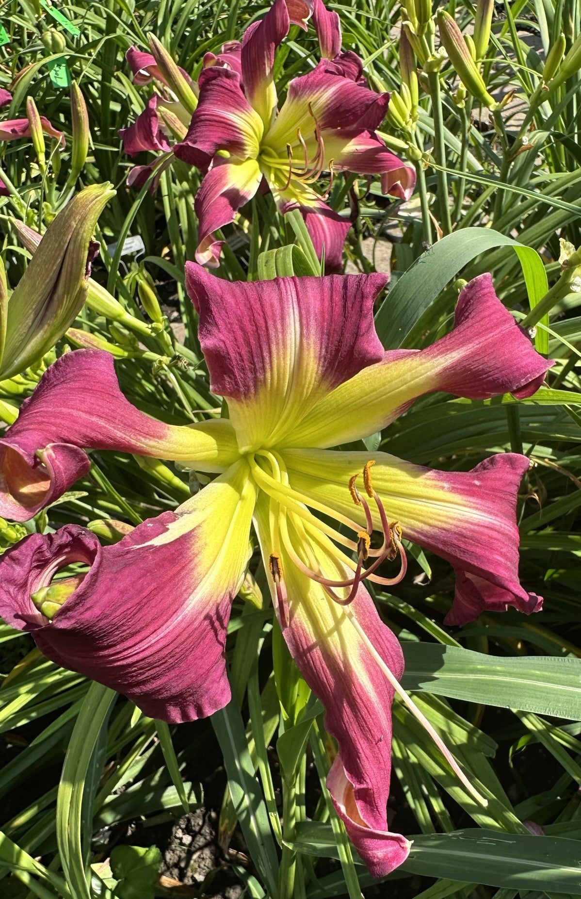 Allegheny Purple