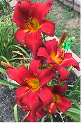 Allegheny Red