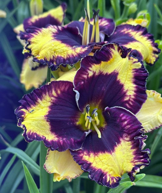 Glowing Gleams of Darkness