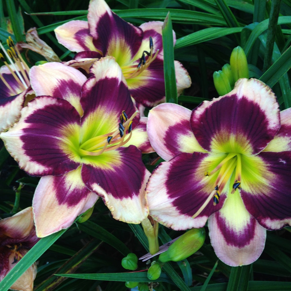 Ka Bloom