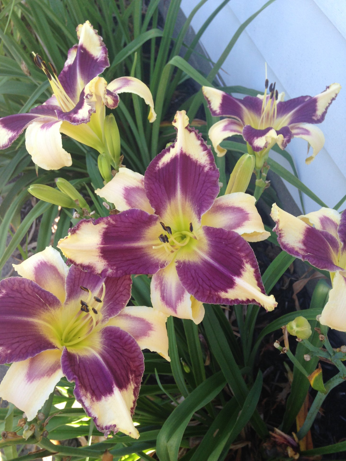 Mr. Bloomtastic