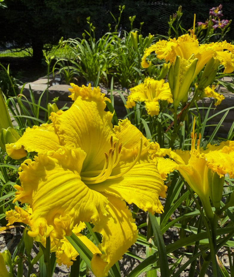 You Had Me At Yellow