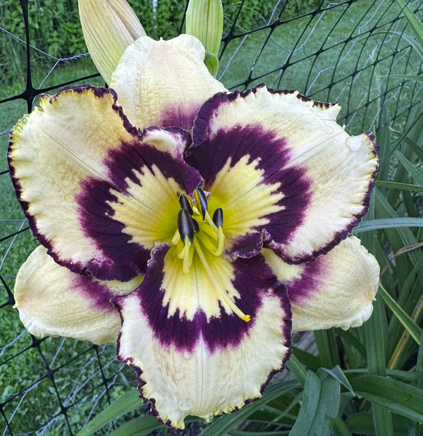 Smoulder's Daylily Garden logo
