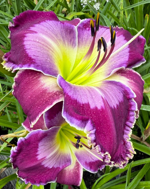 Smoulder's Daylily Garden