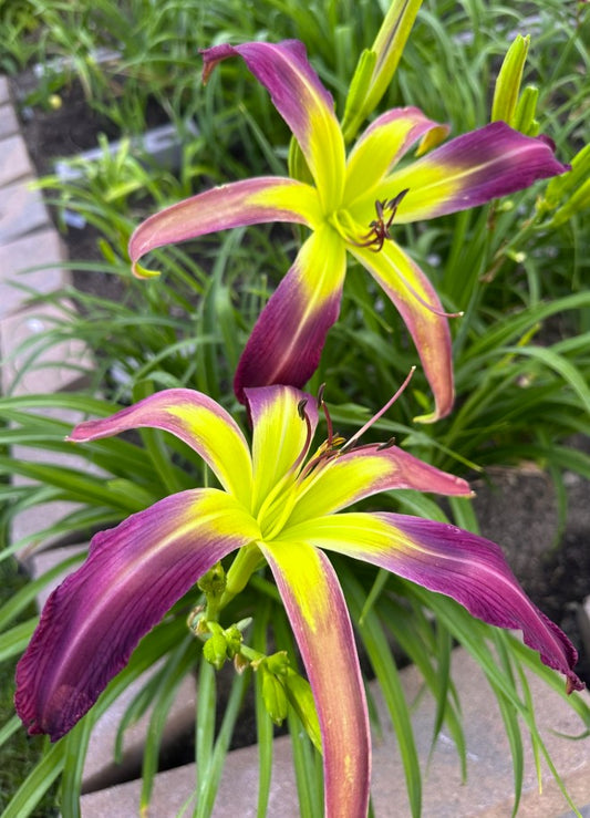 Knee Deep in the Hoopla