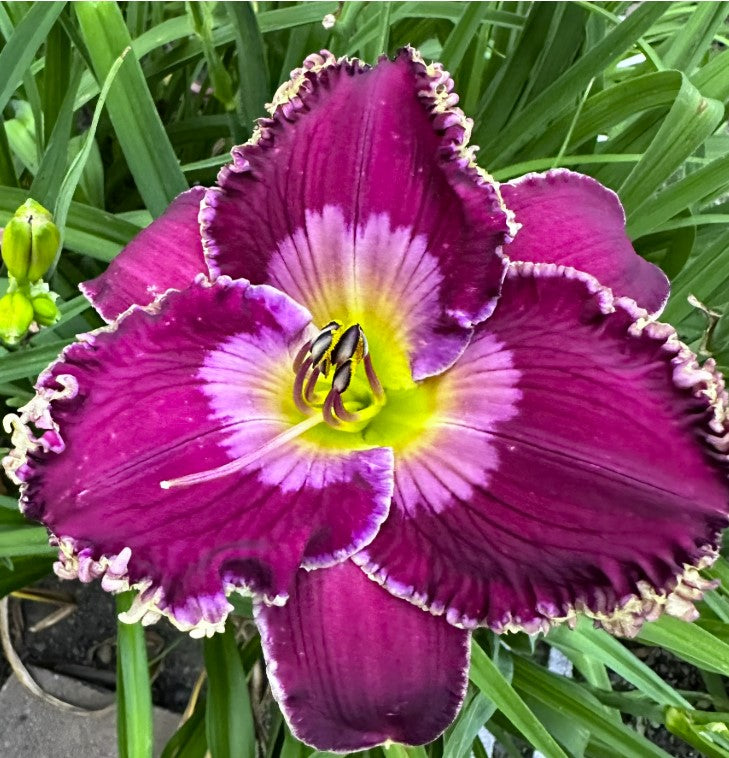 Planet Of the Grapes