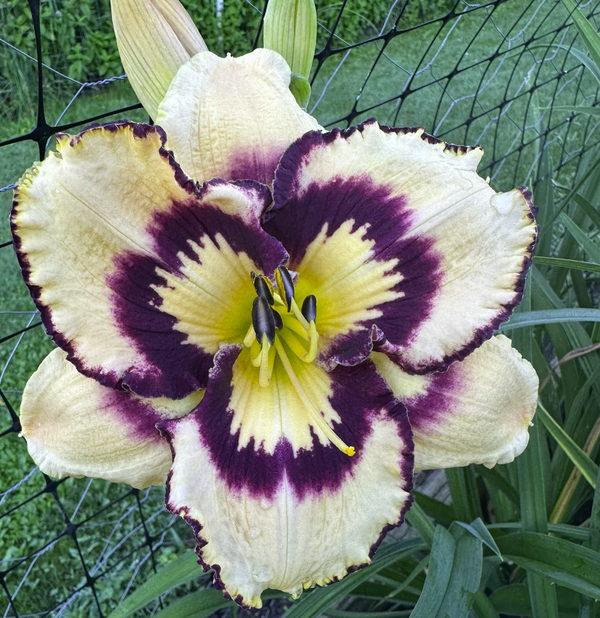 Smoulder's Daylily Garden