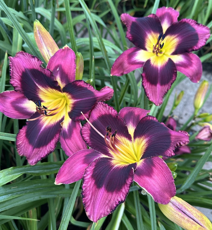 True Dat Bulletproof TRUE DAT – Smoulder's Daylily Garden