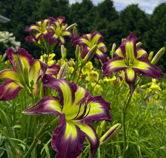 That's What She Said