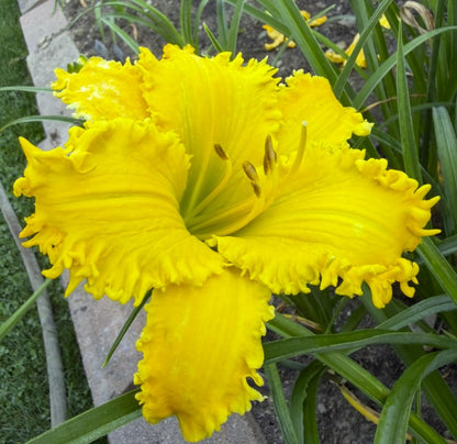 You Had Me At Yellow
